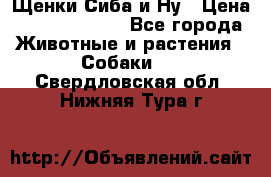 Щенки Сиба и Ну › Цена ­ 35000-85000 - Все города Животные и растения » Собаки   . Свердловская обл.,Нижняя Тура г.